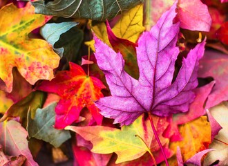 colorful autumn leaves