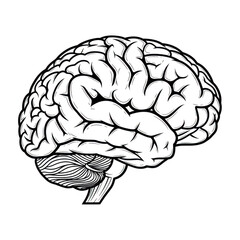 Anatomical illustration of a human brain isolated on transparent background