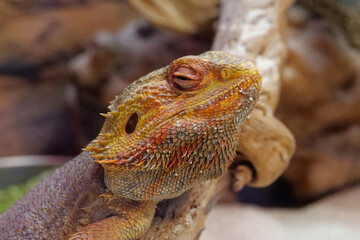Bearded dragon, Pogona vitticeps, also known as inland bearded dragon