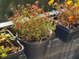 Flower pot with dried pink marguerite flowers in    balcony garden close up in autumn time