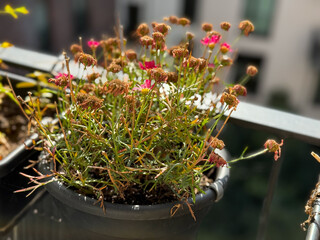 Flower pot with dried pink marguerite flowers in    balcony garden close up in autumn time