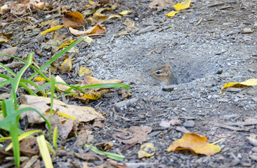 A Cute Chipmunk Sticking His Head Out of the Burrow