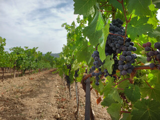 Vineyard with Ripe Grapes in Summer