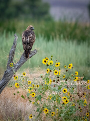 Red tail hawk perched on a bare branch near a bed of sunflowers looking for prey