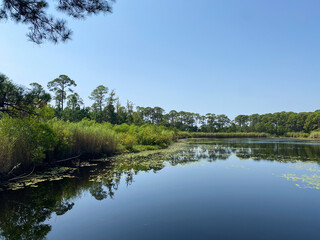 Serene Wetland Pond with Reflections of Trees