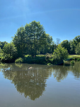 Geese Swimming on a Peaceful Pond with Tree Reflections