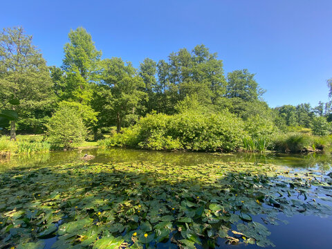 Tranquil Pond with Water Lilies and Lush Greenery under Blue Sky