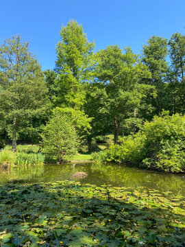 Pond with Water Lilies and Tall Green Trees on a Sunny Day