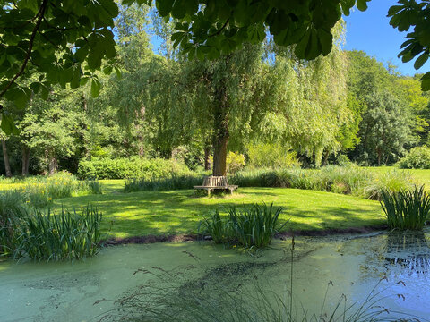 Tranquil Garden Pond with Willow Tree and Bench