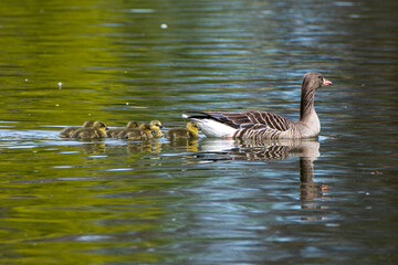 Family of greylag geese, Anser anser with small babies.