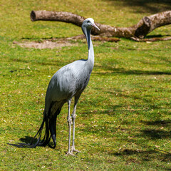 The Blue Crane, Grus paradisea, is an endangered bird