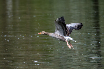 The flying greylag goose, Anser anser is a species of large goose