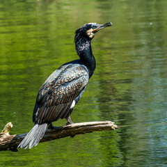 The great cormorant, Phalacrocorax carbo sitting on a branch