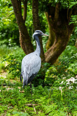 Demoiselle Crane, Anthropoides virgo are living in the bright green meadow during the day time