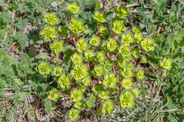 Wood spurge flower detail