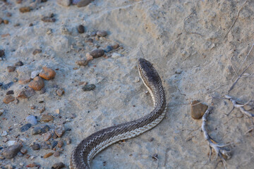 Mousehole Snake, Philodryas burmeisteri, Peninsula Valdes, Chubut Province, Patagonia, Argentina.