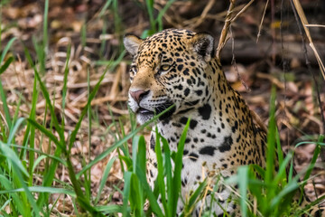 Jaguar in Mato Grosso forest environment,Pantanal,Brazil