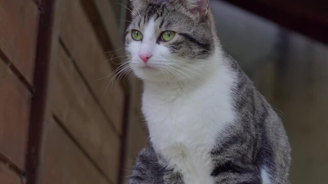 Gato 01