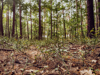 Early autumn forest with colorful foliage, misty atmosphere, and soft natural light filtering through tall trees