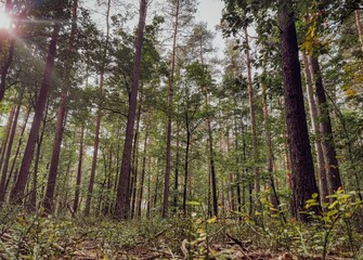 Obraz premium Early autumn forest with colorful foliage, misty atmosphere, and soft natural light filtering through tall trees