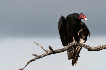 Creepy vulture on a bare branch