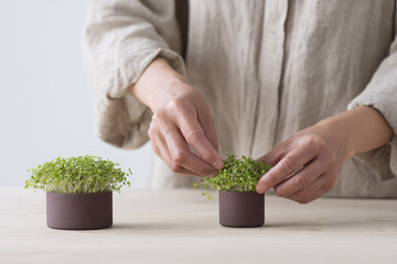 Asian woman hands arranging fresh green microgreens in small brown ceramic pots on light wooden table, minimalist indoor gardening concept, calm and peaceful atmosphere