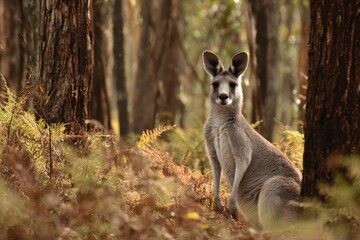 Fototapeta premium Eastern grey kangaroo resting among ferns and trees in its natural habitat during golden hour in Australia