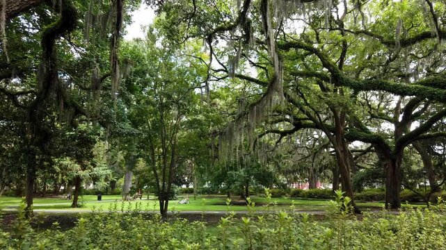Drive by of a City Park with people through the trees