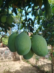 mango on tree