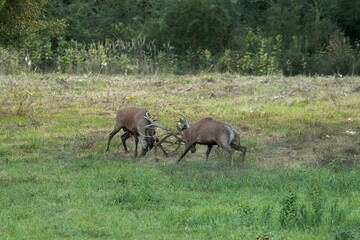 Fototapeta premium The fight of large deer in the natural habitat 