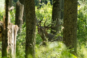 Red deer with big antlers in mating season	