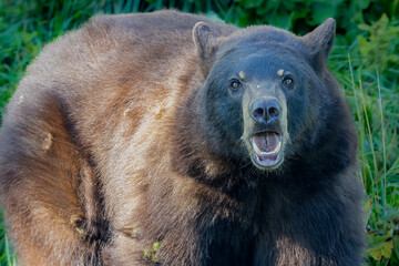 "Snarling Black Bear"
