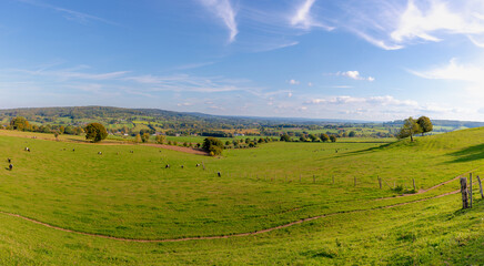 Obraz premium Autumn panorama landscape view of terrain hilly countryside of Zuid-Limburg, Galloway cattle breed nibbling grass on green meadow, Epen village in the southern, Dutch province of Limburg, Netherlands.