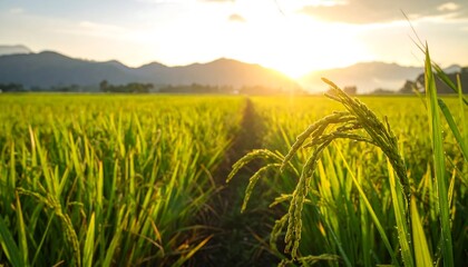Lush rice paddy field bathed in golden sunlight at dawn, showcasing a close-up view of the ripening grains.