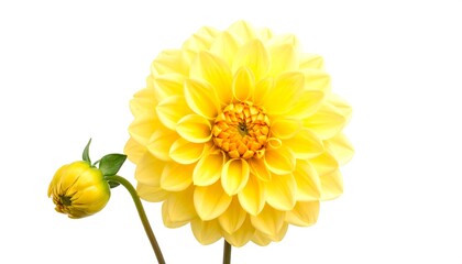 A vibrant yellow dahlia flower and a delicate bud against a bright white background.