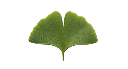 Detailed View of a Fresh Green Ginkgo Biloba Leaf on Black Background