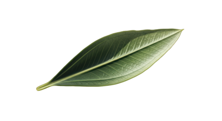 Botanical Beauty Single Green Leaf Captured on Black Background