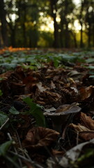 autumn in the forest