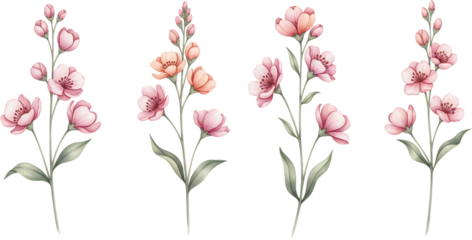 Delicate pink and peach blossoms on slender stems with subtle green leaves depicted in watercolor style set against a transparent background pink flowers