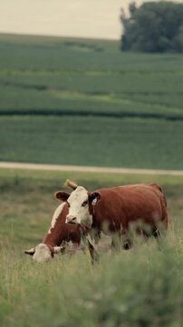 hereford beef cow grazing on pasture