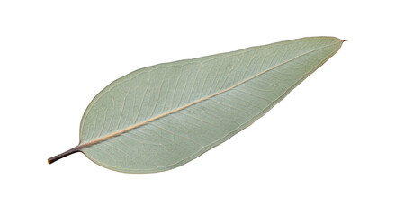 Fototapeta premium Eucalyptus Leaf on Black Background with Detailed Venation