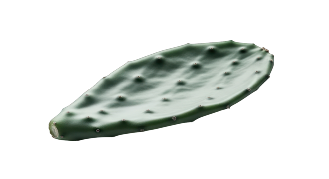 Fresh Green Nopal Cactus Pad Isolated on a Solid Black Background