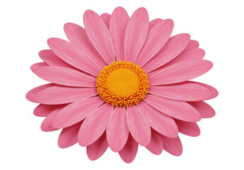 Obraz premium Isolated vibrant pink gerbera daisy flower with bright yellow center beautiful floral bloom fresh spring summer nature plant blossom