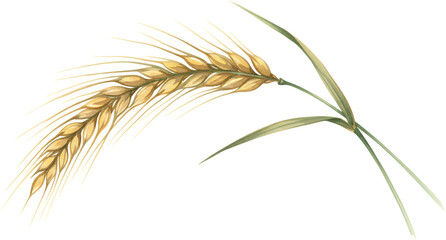 Ripe golden wheat stalk with long awns and green leaves isolated on a transparent background grain agriculture harvest food cereal plant spike straw nature