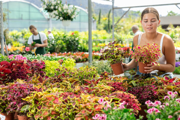 Girl in sales area of flower exhibition examines coleos flower, chooses plants for landscaping...