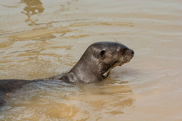 Fototapeta premium Giant river otter ,Pteronura brasiliensis, Endangered specie,Cuiabá River,Pantanal, Mato Grosso, Brazil