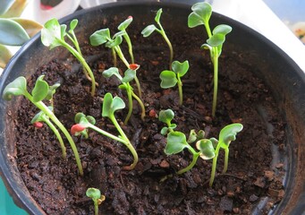 little home garden on the table with lots of flower pots and seedlings growing