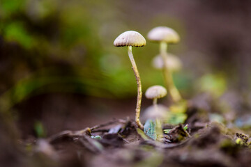 Fungus on the Calden Forest soil, La Pampa Province, Patagonia, Argentina.