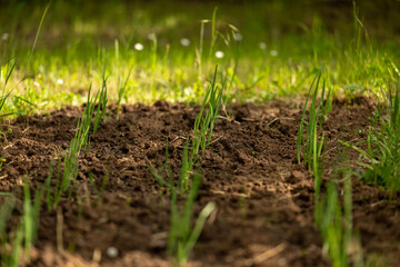 A gardener uses a yellow watering can to water small green plants growing in tilled soil outdoors. The background shows lush greenery and trees, indicating a peaceful, natural environment.