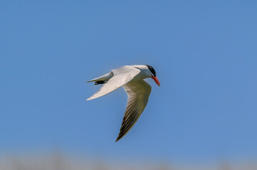 Caspian Tern Flying over Shiawassee National Wildlife Refuge, near Saginaw, Michigan.